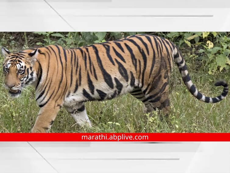 maharashtra News Aurangabad News Politics heated up over Tiger in Siddharth Garden and Zoo in Aurangabad Congress party aggressive Aurangabad: औरंगाबादेतील सिद्धार्थ उद्यानातील 'वाघा'वरून राजकारण तापलं; काँग्रेसची आक्रमक भूमिका