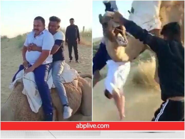 two people fell down while riding on camel funny viral video ऊंट की सवारी करने चले थे दो बंदे, अगले ही पल औंधे मुंह गिर पड़े, देखिए ये मजेदार Video 