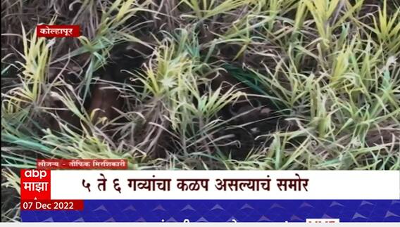 Kolhapur Indian Bison : महिनाभरापासून शिरलेला गवाचा कळप कोल्हापुरात, वनविभागाच्या आता निदर्शनास