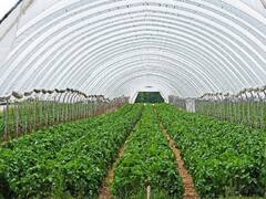 सारथी आणि राष्ट्रीय सुगी पश्चात तंत्रज्ञान संस्थेत कृषी प्रशिक्षणाबाबत सामंजस्य करार, 'या' कार्यक्रमाचा होणार समावेश