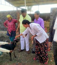 In Pics: छत्तीसगढ़ के गौठानों में बकरी पालन को दिया जा रहा बढ़ावा, जानिए इन गुर्जरी बकरियों की खासियत