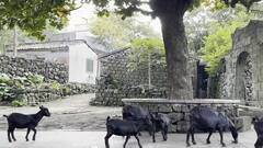 Volcanoe Village In China|లావా శిలలతో నిర్మితమైన Hainan village | ABP Desam