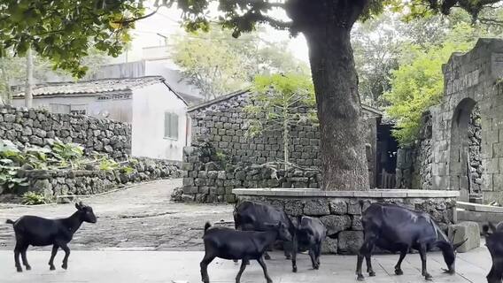 Volcanoe Village In China|లావా శిలలతో నిర్మితమైన Hainan village | ABP Desam