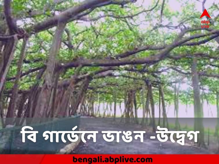 Trees In Indian Botanical Garden in Howrah In Crisis in crisis due to ganga erosion Shibpur Botanical Garden : 'গঙ্গার গ্রাসে চলে যাচ্ছে বহু গাছ' আশঙ্কার দিন গুনছে শিবপুর বোটানিক্যাল গার্ডেন