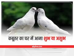 घर में कबूतर का आना शुभ या अशुभ? मिलते हैं ये संकेत