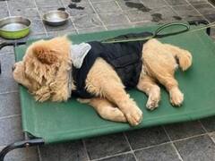 राजस्थानः 70 हजार प्रति महीने कमाने वाले एएओ की संपत्ति में 1500% का इजाफा, मिले चीन के डॉग और ग्रे तोता...