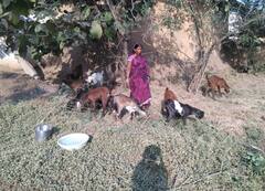 In Pics: छत्तीसगढ़ के गौठानों में बकरी पालन को दिया जा रहा बढ़ावा, जानिए इन गुर्जरी बकरियों की खासियत