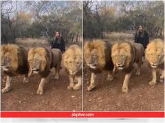 तीन शेरों के साथ सैर पर निकली महिला, वीडियो ने मचाया तहलका