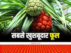 यूं उगता है दुनिया का सबसे खुशबूदार फूल.....5 लाख में बिकने वाले इसका तेल ही बढ़ा देगा आपकी इनकम