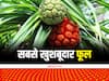 Kewda Farming: यूं उगता है दुनिया का सबसे खुशबूदार फूल.....5 लाख में बिकने वाले इसका तेल ही बढ़ा देगा आपकी इनकम