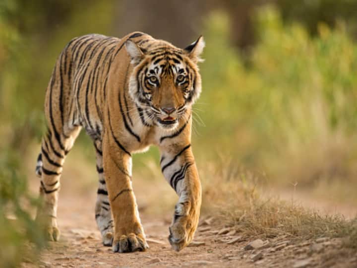Uttarakhand News tiger killed a young man who is doing partying with friends on Road in Corbett Park Uttarakhand News: कार्बेट पार्क में सड़क किनारे बैठकर शराब पीना पड़ा भारी, बाघ ने युवक को मार डाला