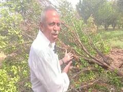 कुऱ्हाड झाडावर नाहीतर माझ्या जीवावर, महावितरणला कंटाळून शेतकऱ्याची संत्रा बागेवर कुऱ्हाड