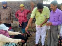 In Pics: छत्तीसगढ़ के गौठानों में बकरी पालन को दिया जा रहा बढ़ावा, जानिए इन गुर्जरी बकरियों की खासियत