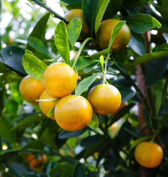 महावितरणला कंटाळून शेतकऱ्यानं संत्रा बागेवर चालवली कुऱ्हाड