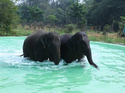 near chennai elephant enclosure at Vandalur zoo வண்டலூரில் குளித்து மகிழும் யானைகள் - அட இப்படி ஒரு வசதியா..!