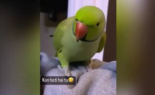 Viral Video: ਕਮਾਲ ਦਾ ਨਕਲਚੀ ਹੈ ਇਹ ਤੋਤਾ, ਇਨਸਾਨਾਂ ਵਾਂਗ ਕੱਢਦਾ ਹੈ ਆਵਾਜ਼, ਸੁਣ ਕੇ ਹੋ ਜਾਓਗੇ ਹੈਰਾਨ
