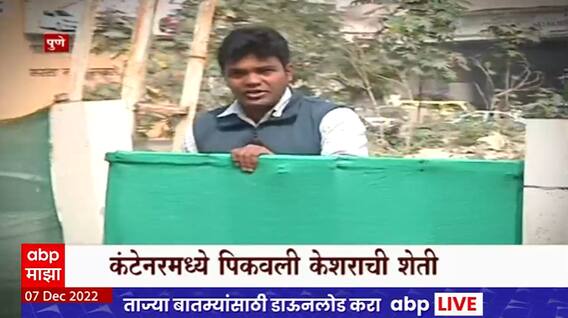 Kesar Farming Special Report : पुण्याच्या सॉफ्टवेअर इंजिनिअरची कमाल, कंटनेरमध्ये पिकवली केशरची शेती