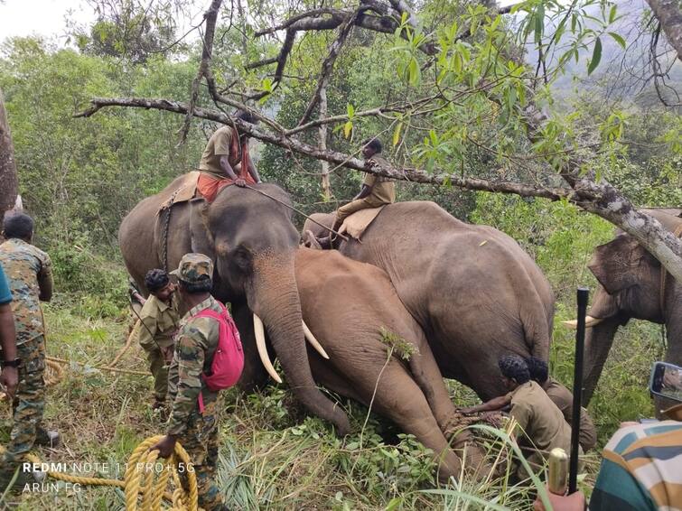 wild elephant that was threatening people in the Nilgiris was caught TNN மக்களை அச்சுறுத்தி வந்த மக்னா யானை பிடிபட்டது ; முடிவுக்கு வந்த 18 நாட்கள் போராட்டம்