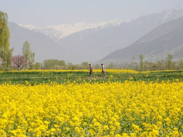 mustard-cultivation-tips-know-how-farmers-can-earn-profit Mustard Farming: ਇਦਾਂ ਕਰੋ ਸਰ੍ਹੋਂ ਦੀ ਖੇਤੀ, ਹੋਵੇਗੀ ਚੰਗੀ ਕਮਾਈ