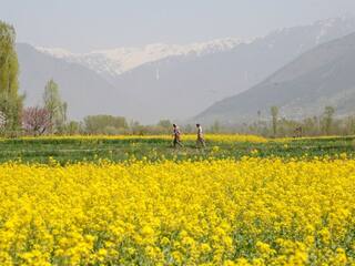 Mustard Farming: ਇਦਾਂ ਕਰੋ ਸਰ੍ਹੋਂ ਦੀ ਖੇਤੀ, ਹੋਵੇਗੀ ਚੰਗੀ ਕਮਾਈ