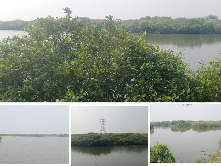 Need to protect alayathi Forests-neithal Conservation Movement TNN இயற்கை அரண் அலையாத்தி காடுகளை பாதுகாக்க வேண்டும் - நெய்தல் பாதுகாப்பு இயக்கம்