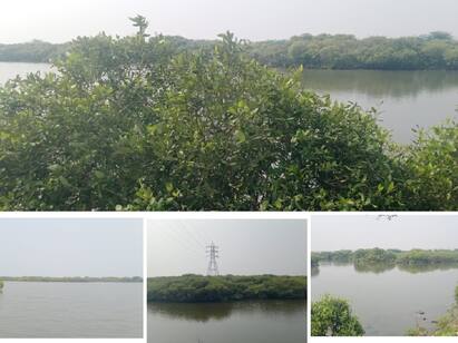 Need to protect alayathi Forests-neithal Conservation Movement TNN இயற்கை அரண் அலையாத்தி காடுகளை பாதுகாக்க வேண்டும் - நெய்தல் பாதுகாப்பு இயக்கம்