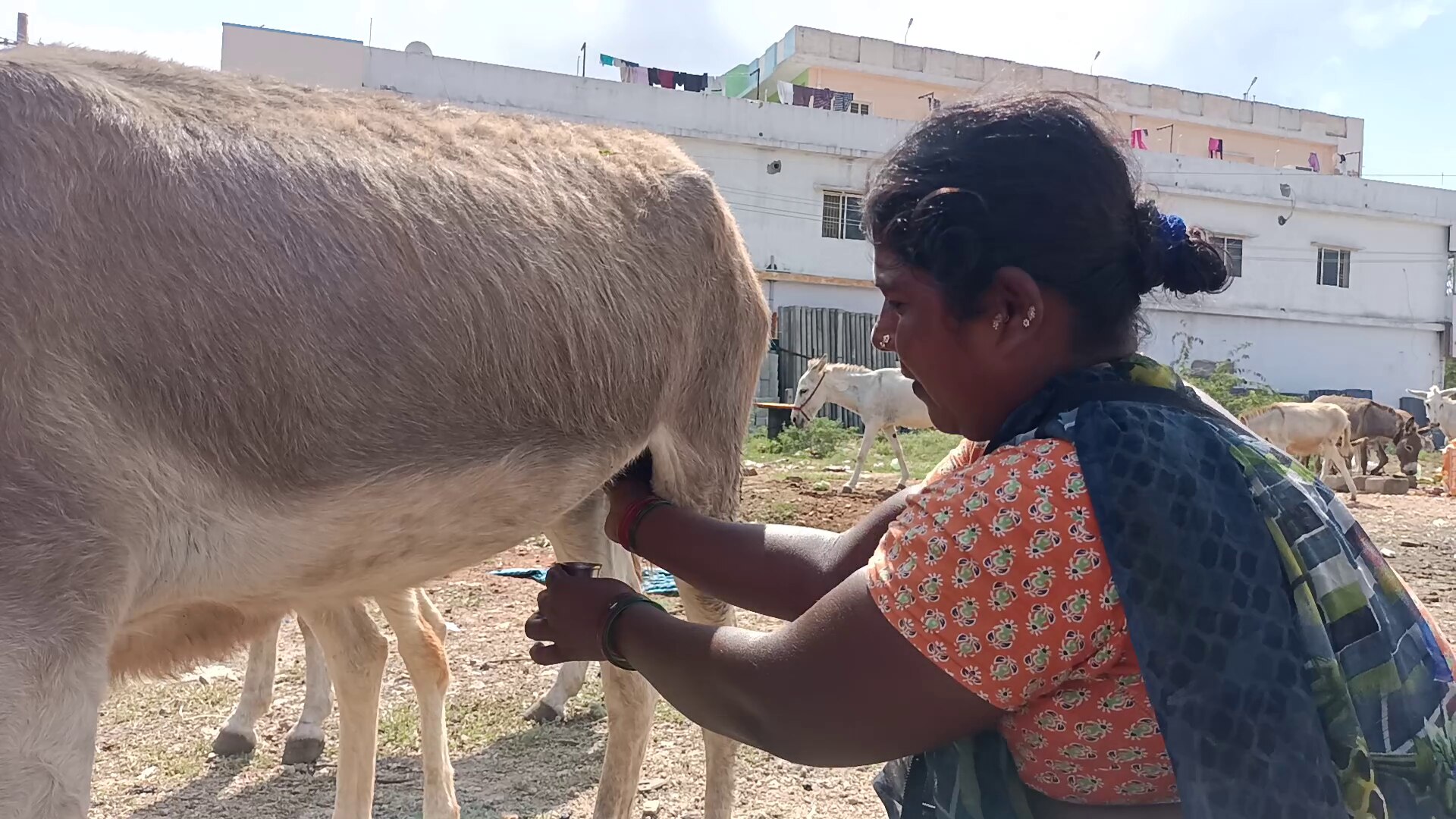 Donkey milk story: గాడిద పాలలో పోషక విలువలున్నాయా..? వాస్తవం ఏంటి..?