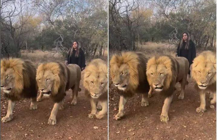 woman taking a walk with three lions in viral video    Video: ਤਿੰਨ ਸ਼ੇਰਾਂ ਨਾਲ ਸੈਰ ‘ਤੇ ਆਈ ਔਰਤ, ਵੀਡੀਓ ਨੇ ਮਚਾਈ ਦਹਿਸ਼ਤ
