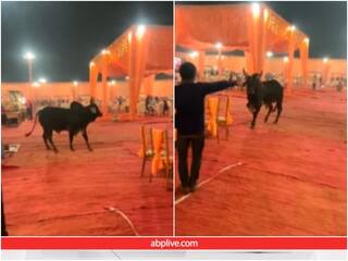 Video: शादी में घुसा सांड, गेट पर खड़े गार्ड से लेकर बारातियों तक सबको दौड़ाया