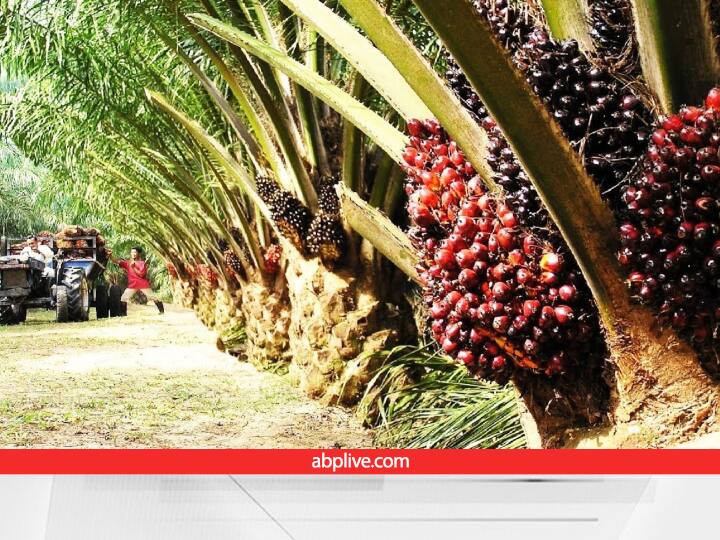 Get ready to boost Oil Production along with Income from Oil Palm Cultivation Guidance and Earnings Oilseeds Cultivation: तेल के भर जाएंगे भंडार! खेतों में उगाएं साल में 24 बार प्रोडक्शन देने वाली ये तिलहनी फसल, सरकार भी देती है पैसा