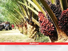 तेल के भर जाएंगे भंडार! खेतों में उगाएं साल में 24 बार प्रोडक्शन देने वाली ये तिलहनी फसल, सरकार भी देती है पैसा