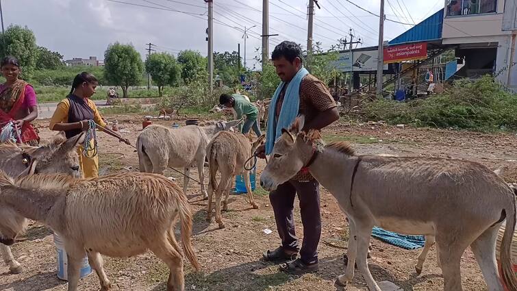 Donkey milk has nutritional value..? What is the fact..? DNN Donkey milk story: గాడిద పాలలో పోషక విలువలున్నాయా..? వాస్తవం ఏంటి..?