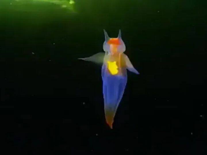Viral Video sea angel swimming under white sea in russia people shocked to see the viral video Viral Video समुद्रात तरंगताना दिसलेला तो विचित्र तेजस्वी प्राणी 'सी एंजेल'? व्हिडिओ पाहून लोकही झाले थक्क!