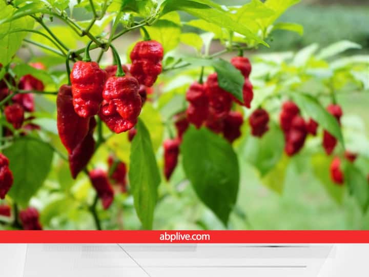 World Most Hottest Chili Pepper Bhoot Jholkia known as Ghost Pepper cultivated in Northeast India Naga Chili: दुनिया की सबसे तीखी मिर्च भूत झोलकिया... खाने में कम, डिफेंस में ज्यादा होती है इस्तेमाल, इन राज्यों में हो रही खेती