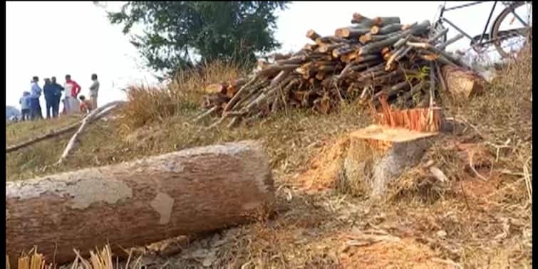 Villagers Stop Illegal Deforestation At Kharagpur Area Of Pashchim Medinipur Paschim Medinipur: অবৈধভাবে সরকারি গাছ কাটার অভিযোগ, রুখতে তৎপর গ্রামবাসীরাই