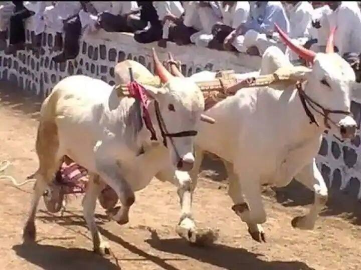 Hearing on bullock cart race Tamil Nadu Jallikattu complete Supreme Court reserves final verdict marathi news Bullock Cart Race: बैलगाडा शर्यतीवरची सुनावणी पूर्ण, सर्वोच्च न्यायालयाकडून अंतिम निकाल राखून 