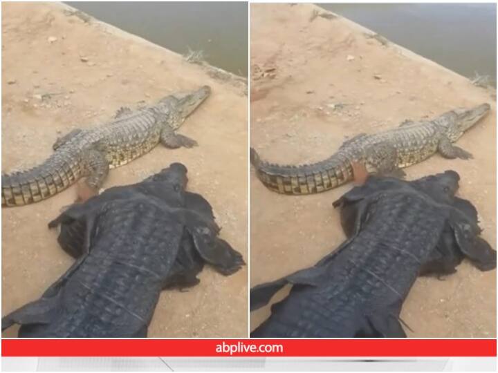 Man wearing crocodile skin seen having fun with live crocodile Viral video Viral Video: नकली खाल पहन मगरमच्छ से मस्ती करने पहुंचा शख्स, यूजर्स बोले- खतरों का खिलाड़ी
