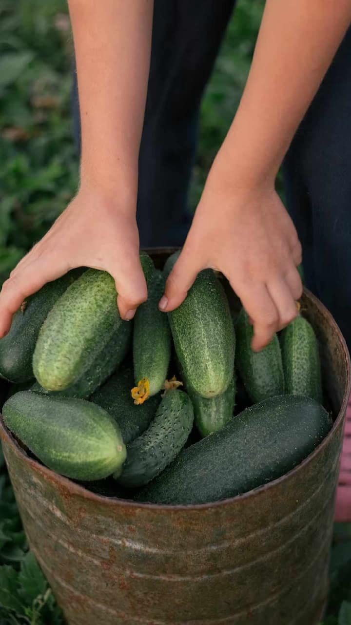 काकडी फक्त उन्हाळ्यातच नाही तर हिवाळ्यातही तुमच्या आरोग्यासाठी खूप फायदेशीर आहे.