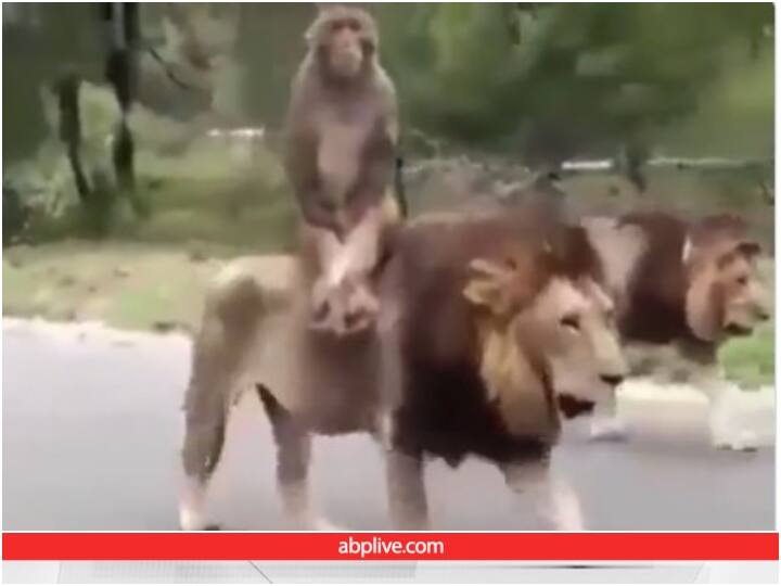 Viral Video Motivator Dr Vivek Bindra shared a video of a monkey riding a lion Viral Video: बंदर ने पेश की बहादुरी की मिसाल, शेर की करने लगा सवारी 