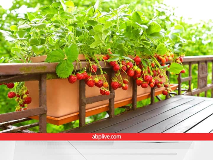 How to Grow Strawberry at home or strawberry Cultivation at Home | Home