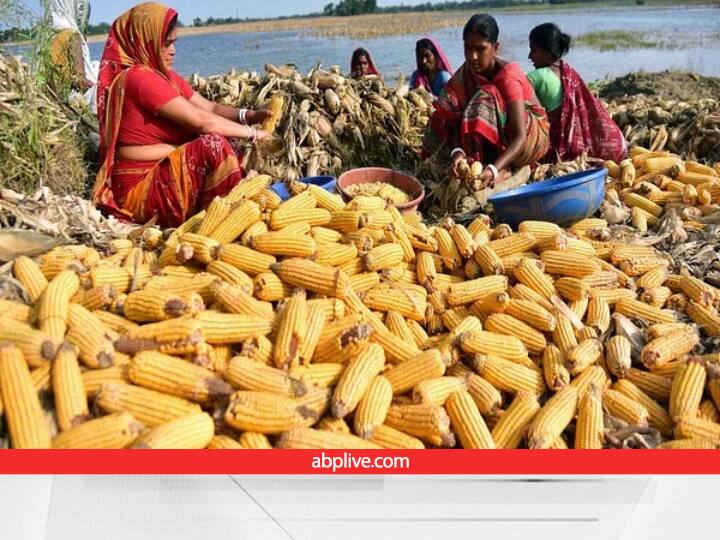 Central govt may banned export of maize in between industrial Demand and constantly increasing Prices Maize Export: मक्का के कीमतों में आया भारी उछाल, इस वजह से मक्का के निर्यात पर भी प्रतिबंध लगा सकती है सरकार