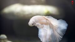 Vastu on Aquarium: বাস্তু মতে অ্যাকোরিয়ামের গুরুত্ব কতটা ? রইল সাজানোর সাতকাহন