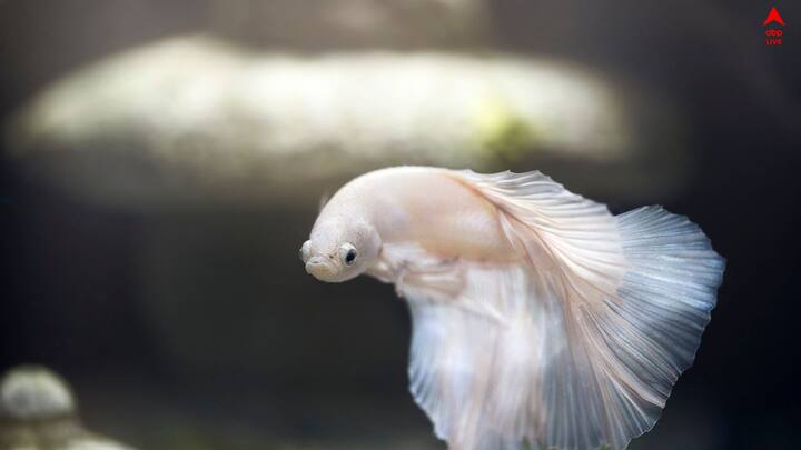 বাস্তুশাস্ত্রে অ্যাকোরিয়ামের গুরুত্ব অনেক। কারণ দিক না মেনে নির্মিত বাড়ি, সংসারে অশান্তি, জীবনে অসফল, এই সব কিছুই বাস্তু দোষে অনেক সময় হয়। সেব কাটিয়ে দিতে পারে অ্যাকোরিয়াম।