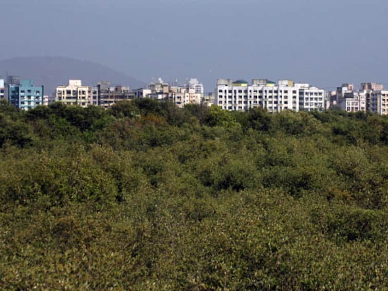 Bombay High Court Allows Felling Of 20,000 Mangrove Trees For Bullet Train Project Bombay Ahmedabad Corridor National High Speed Rail Corporation Bombay HC Allows Felling Of 20,000 Mangrove Trees For Bullet Train Project