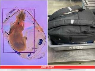 Trending: एयरपोर्ट पर बैग में कुत्ते को भरकर ले जा रहा था शख्स, अधिकारी रह गए दंग