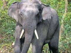 छत्तीसगढ़ में हाथी शावक का शव बरामद, मौत को लेकर वन विभाग ने जताई ये आशंका