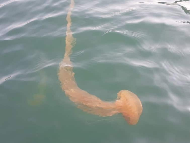 poisonous jellyfish increased in sea belongs Konkan district region fisherman faced problem Sindhudurg News: कोकणातील समुद्रात विषारी जेलीफिशचे संकट, मच्छिमारांची चिंता वाढली