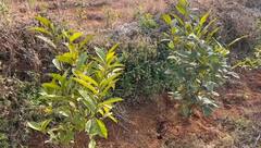 In Photos: सरगुजा के मैनपाट में पहली कोशिश हुई कामयाब, लहलहाए चाय के बागान, देखें तस्वीरें