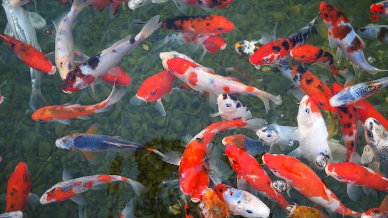 Get success in life by arranging the aquarium according to the vastu rules Aquarium Vastu: বছর শেষে সময় খারাপ যাচ্ছে ? বাস্তু মেনে অ্যাকোরিয়াম সাজিয়ে পৌঁছে যান সাফল্যের শিখরে
