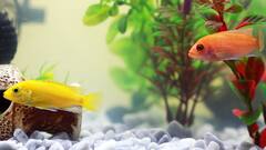 Vastu on Aquarium: বাস্তু মতে অ্যাকোরিয়ামের গুরুত্ব কতটা ? রইল সাজানোর সাতকাহন